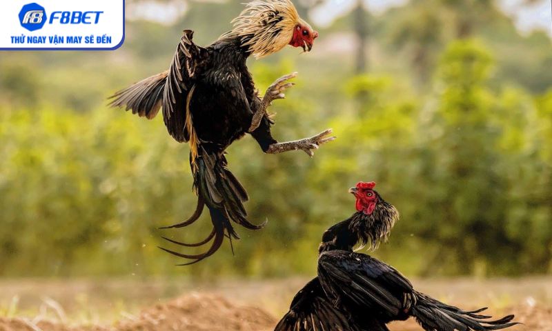 Đá gà Campuchia – Trò chơi truyền thống chưa bao giờ hạ nhiệt Đá gà Campuchia – Trò chơi truyền thống chưa bao giờ hạ nhiệt