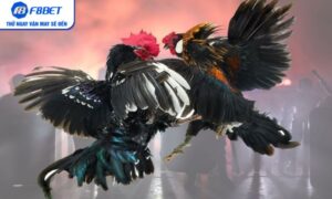 Đá gà cựa dao – Mãn nhãn từng pha đối kháng trên F8BET