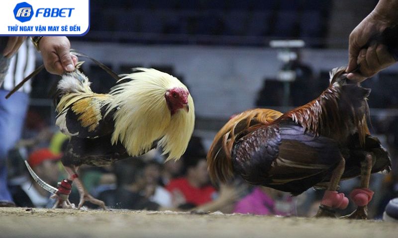 Xem đá gà trực tiếp với hình ảnh sống động, rõ nét