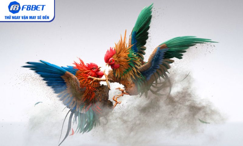 Trải nghiệm đá gà Campuchia dễ dàng cùng F8BET Trải nghiệm đá gà Campuchia dễ dàng cùng F8BET