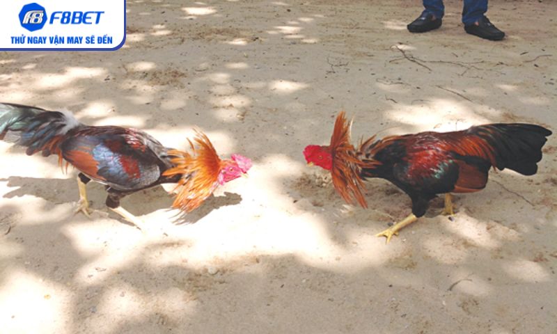 Vì sao đá gà trực tiếp thu hút đông đảo bet thủ?